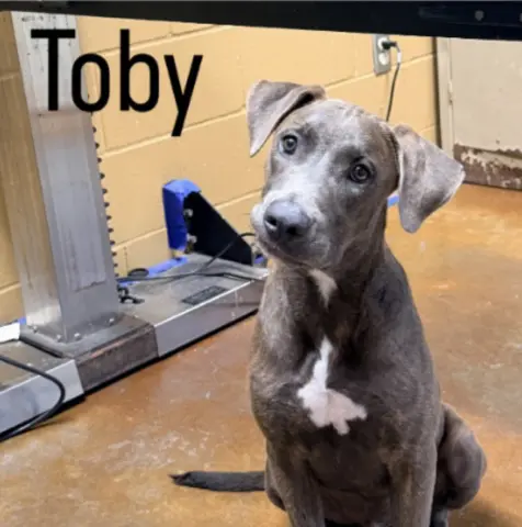 Toby