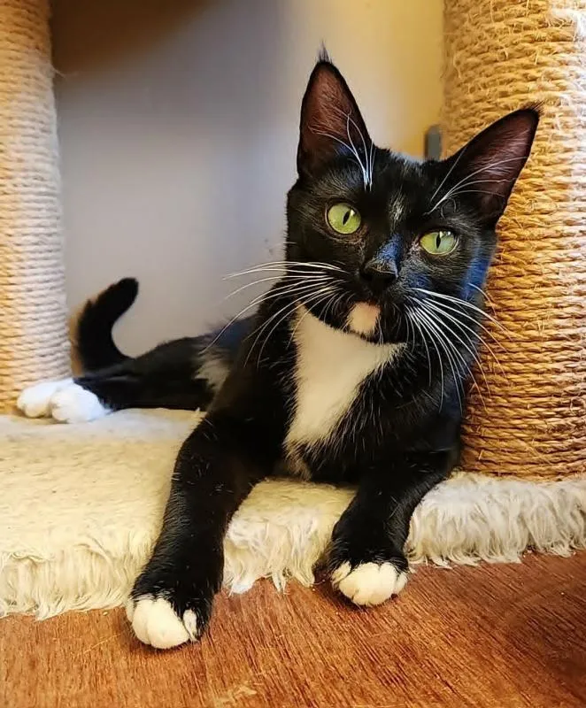 Tuxie - Photo 1