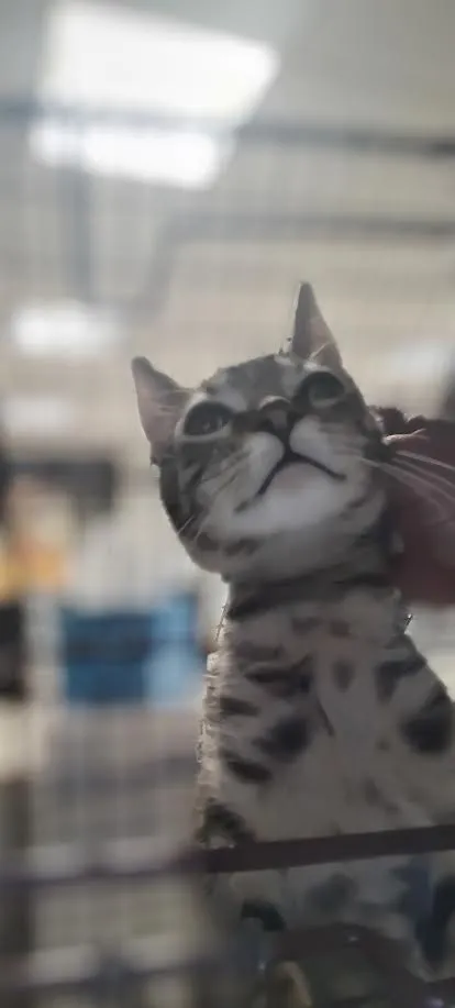 Loki - Photo 1