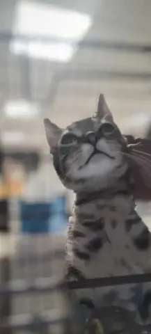 Loki