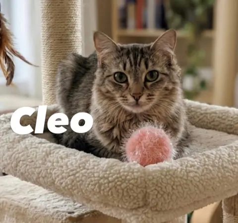Cleo