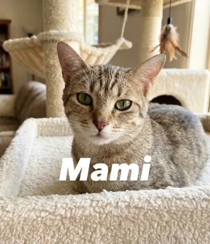 Mami
