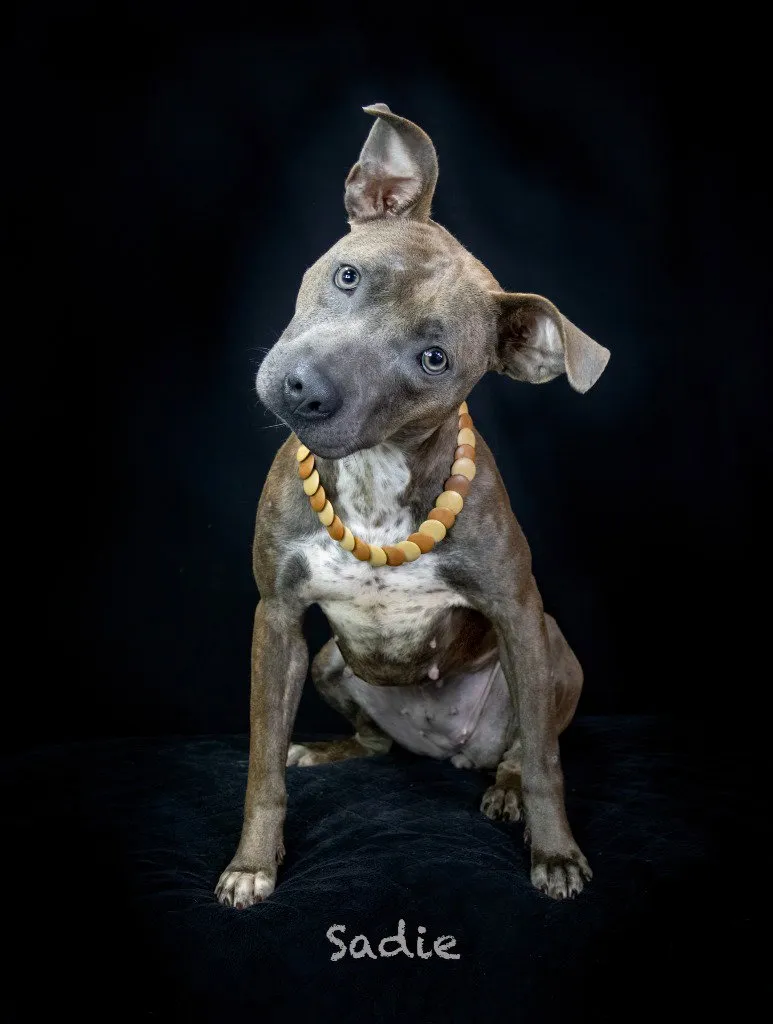 Sadie - Photo 1