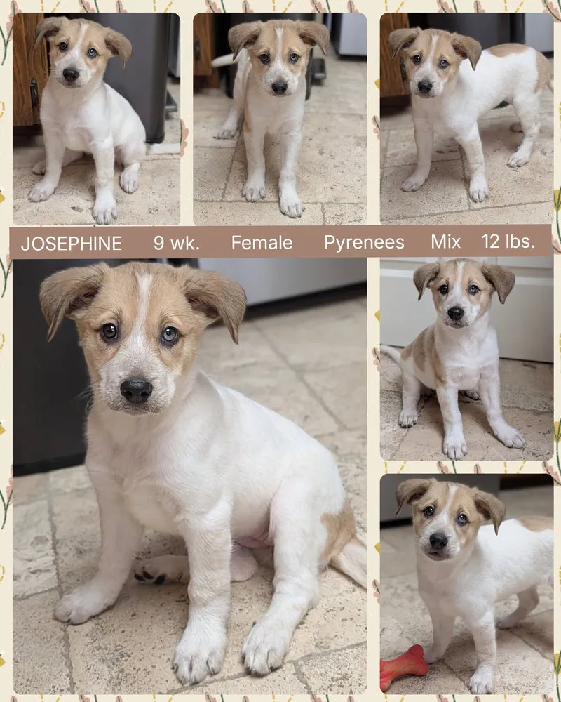 Josephine - Photo 1