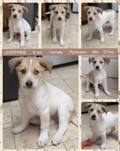 Josephine