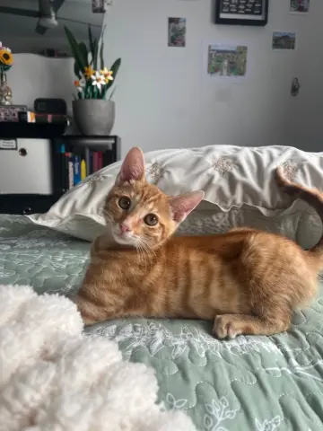 Lupito