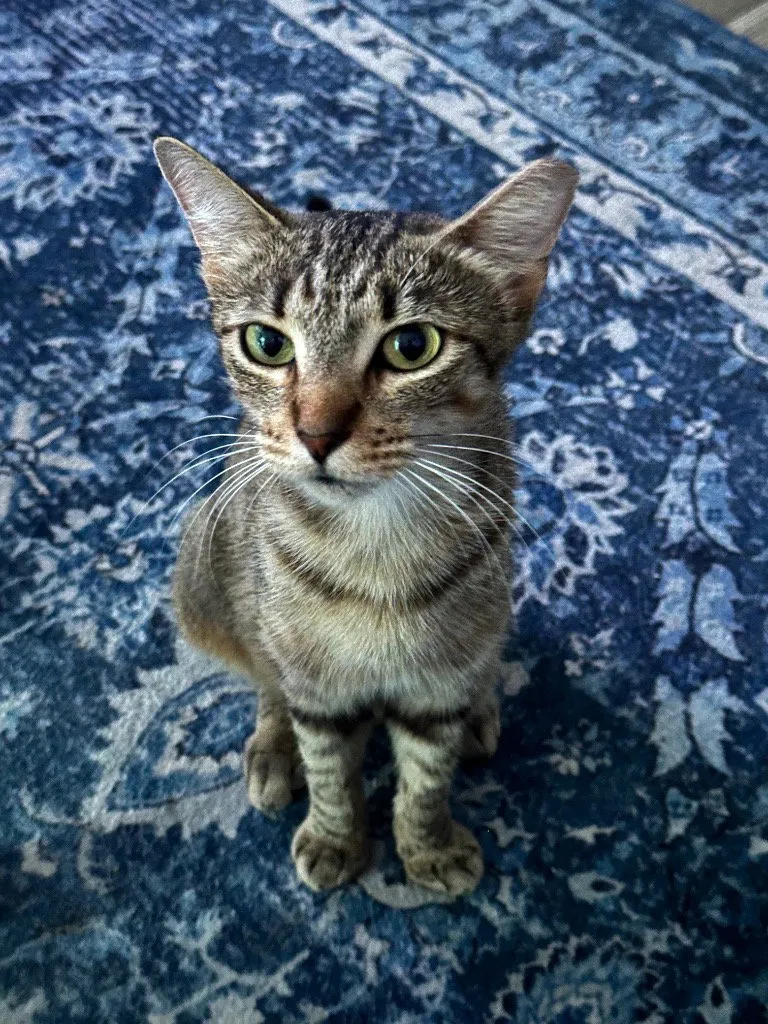 Cinnamon - Photo 1