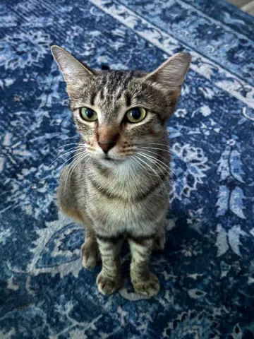 Cinnamon
