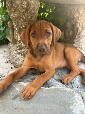 Caramel