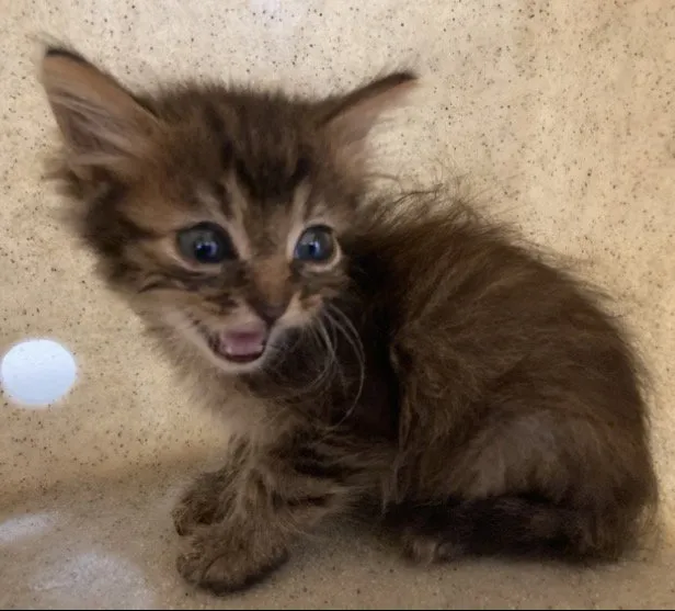 Lynx - Photo 1