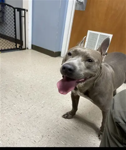 Nova