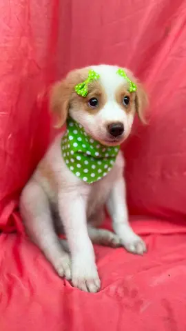Priscilla