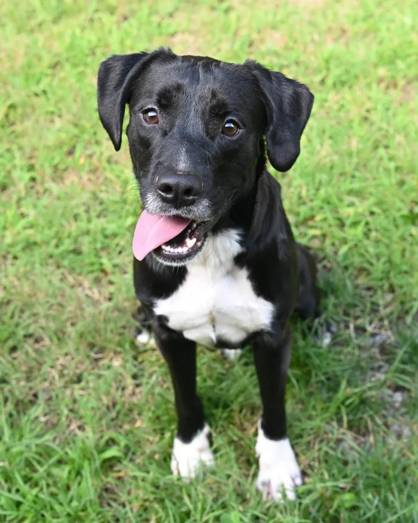 Onyx - Photo 1