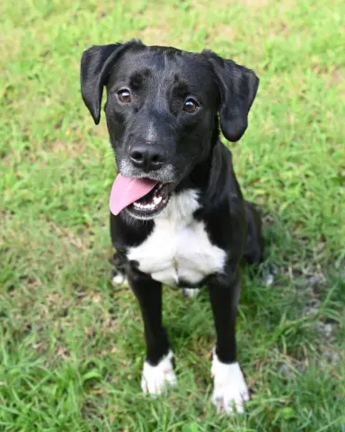 Onyx