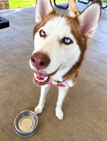 Cheyenne