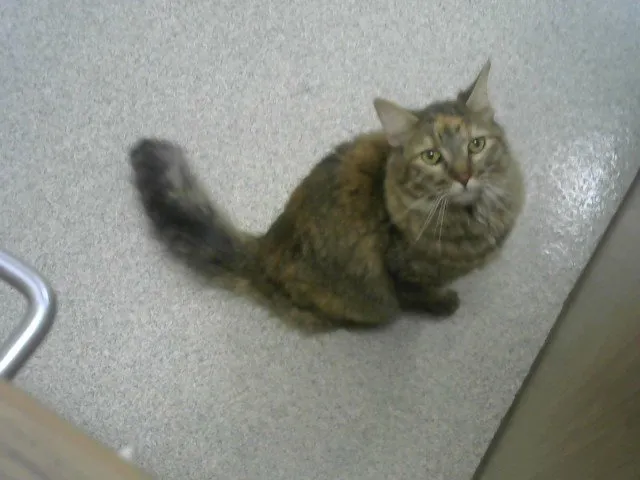 Jasmine - Photo 1