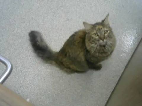 Jasmine