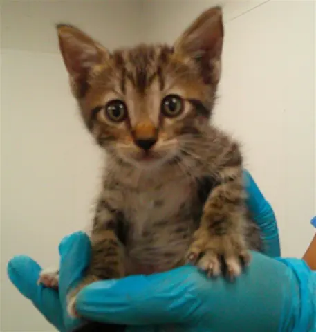 Leo