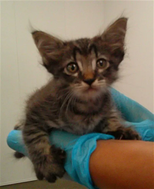 Smokey - Photo 1