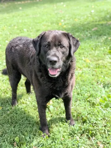 Kerchak