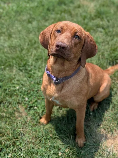 Ruby - Photo 1