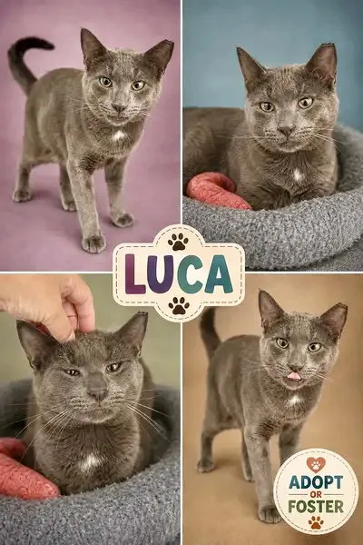 Luca - Photo 1
