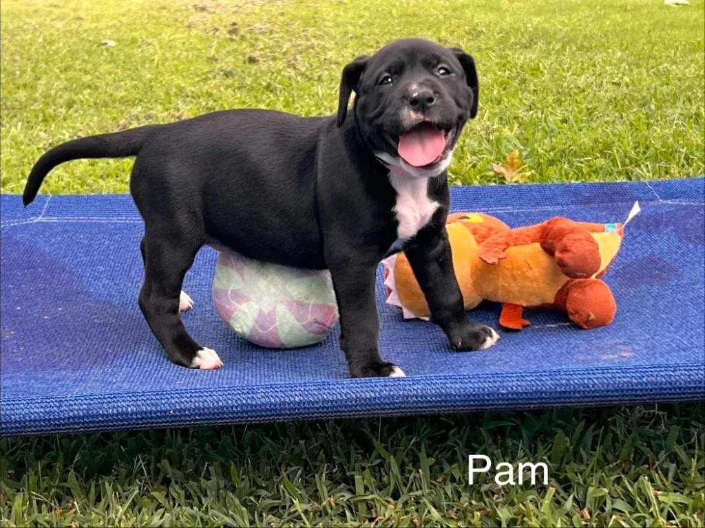 Pam - Photo 1