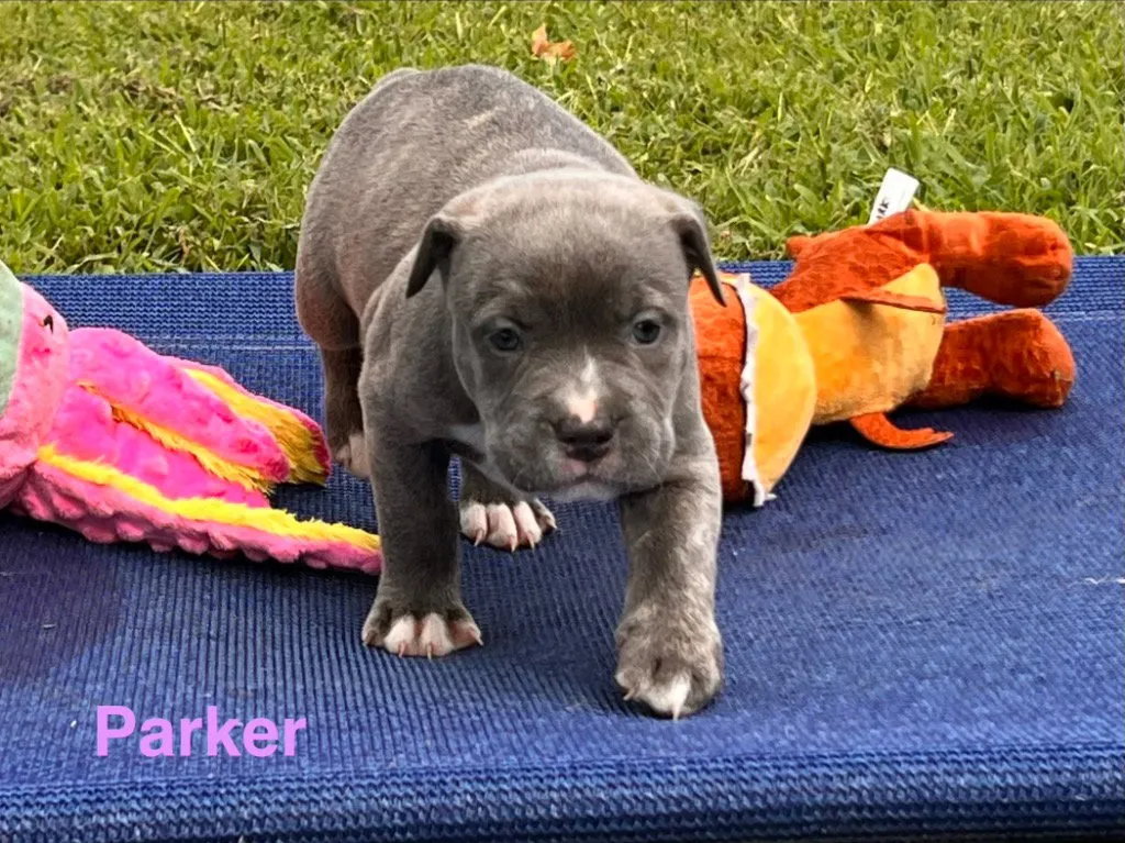 Parker - Photo 1