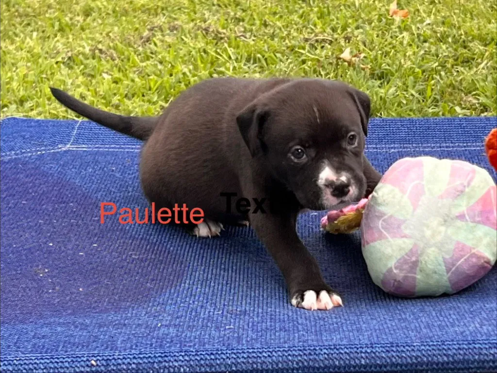 Paulette - Photo 1