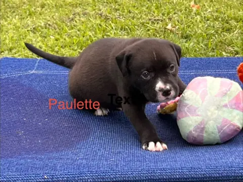 Paulette