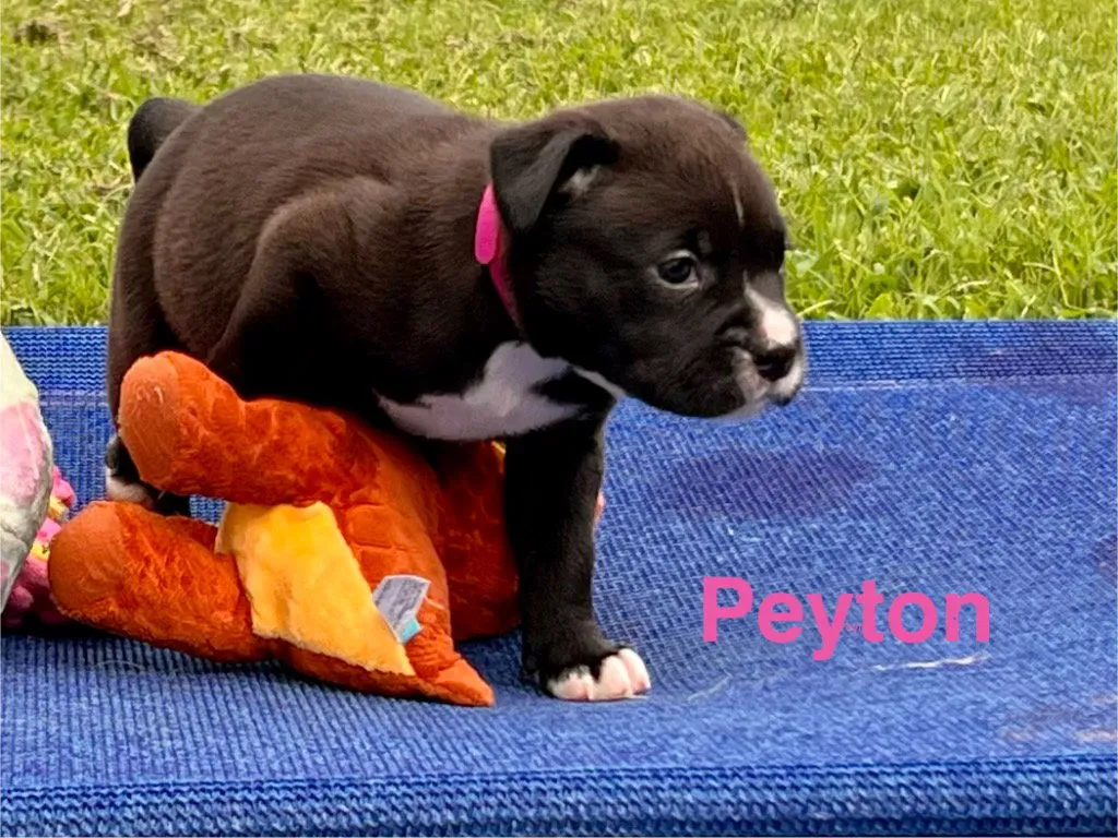 Peyton - Photo 1