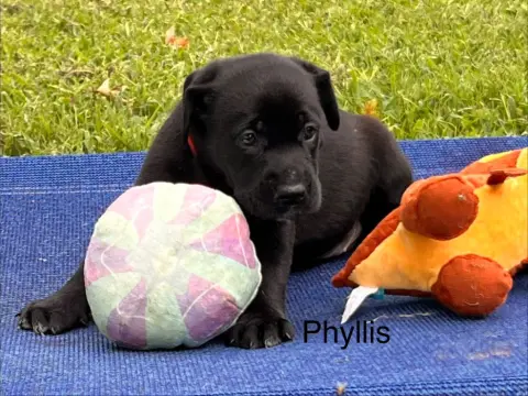 Phyllis
