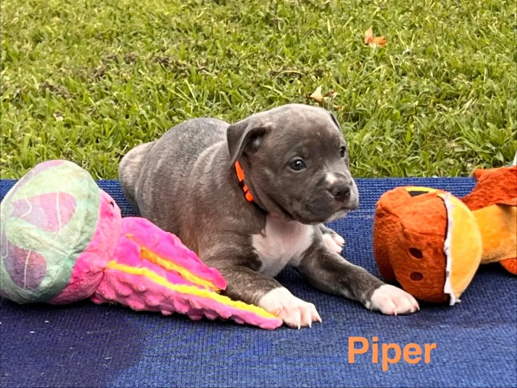 Piper - Photo 1
