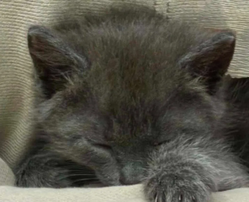 Little Boy Blue - Photo 1