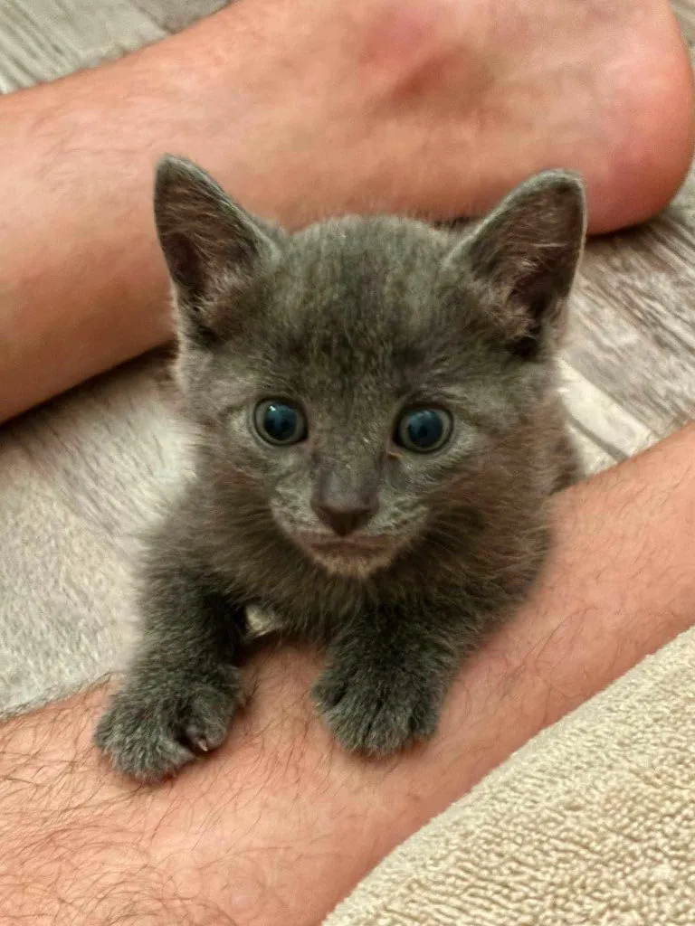 Little Girl Blue - Photo 1