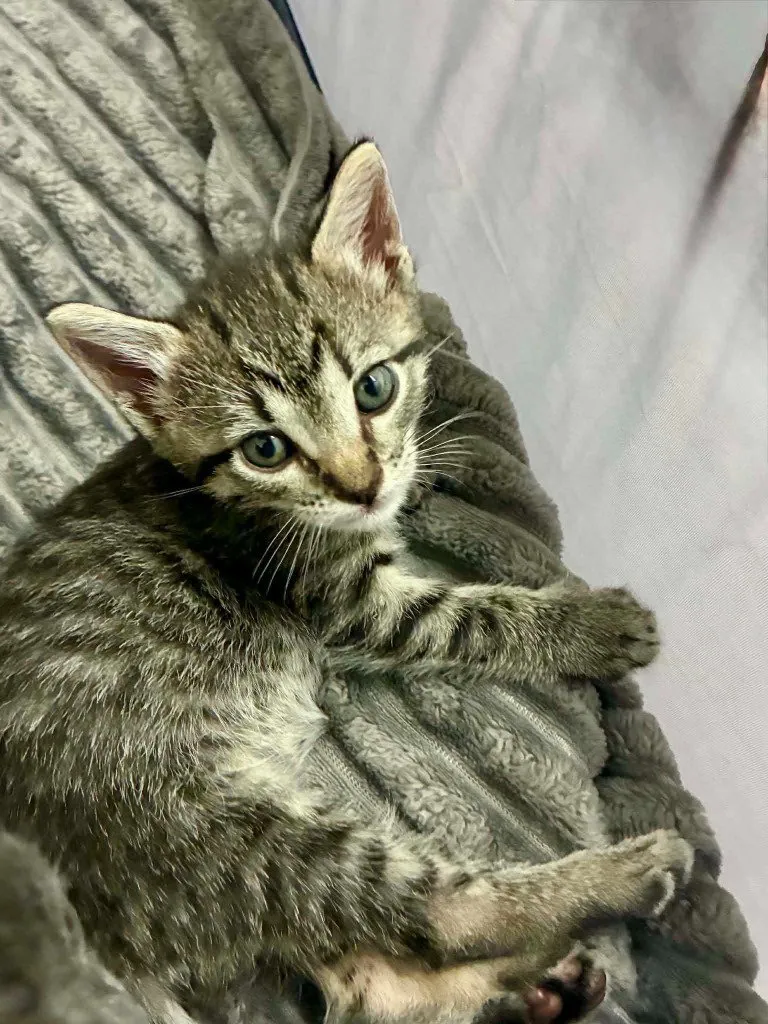 Little Tabby McTab - Photo 1