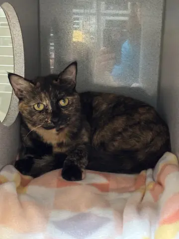 Myla
