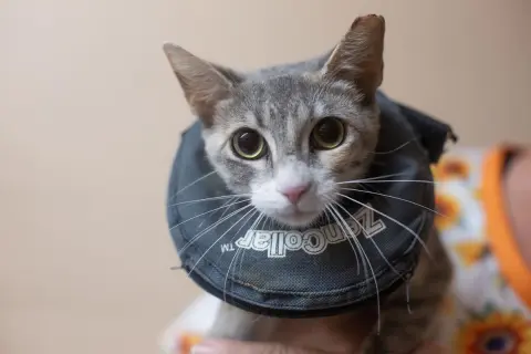 Echo