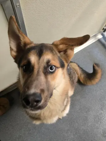 Koba