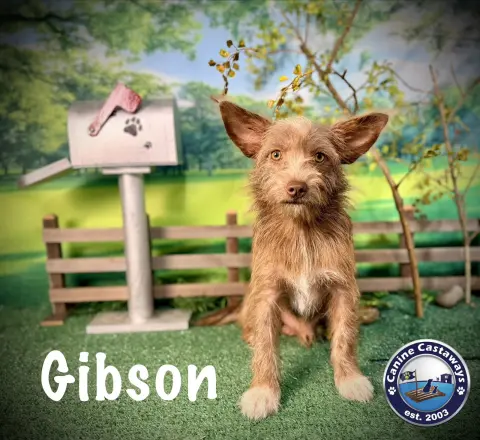 Gibson