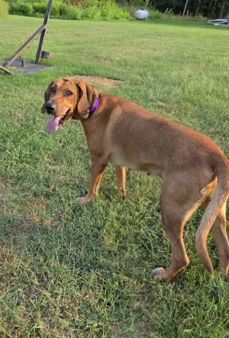 Bailey