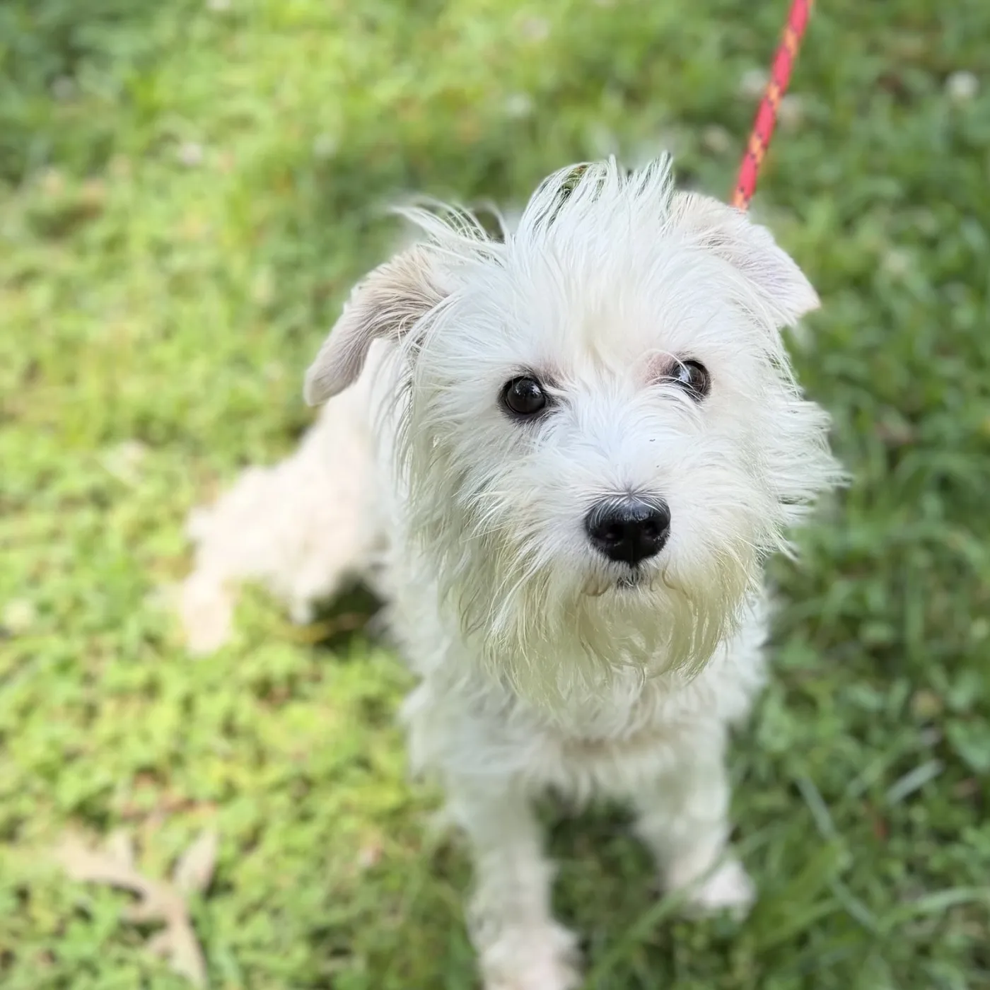 Milo Boo - Photo 1
