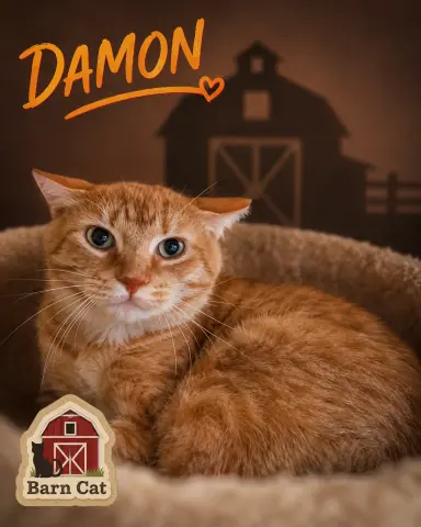 Damon