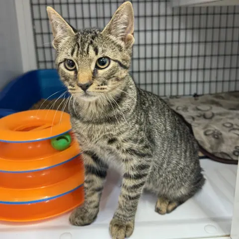 Xavier