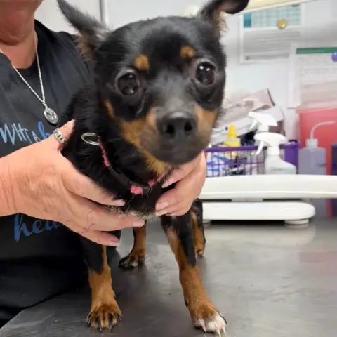 Marcie