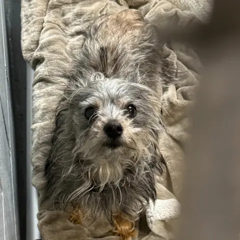 Sprinkles