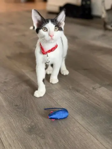 Gunner