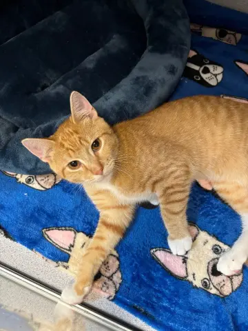 Finnegan