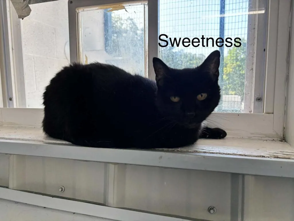 Sweetness - Photo 1
