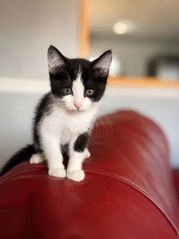 Benny